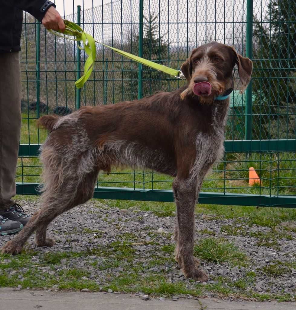 Charlie w typie wyżła szuka fajnego domu !