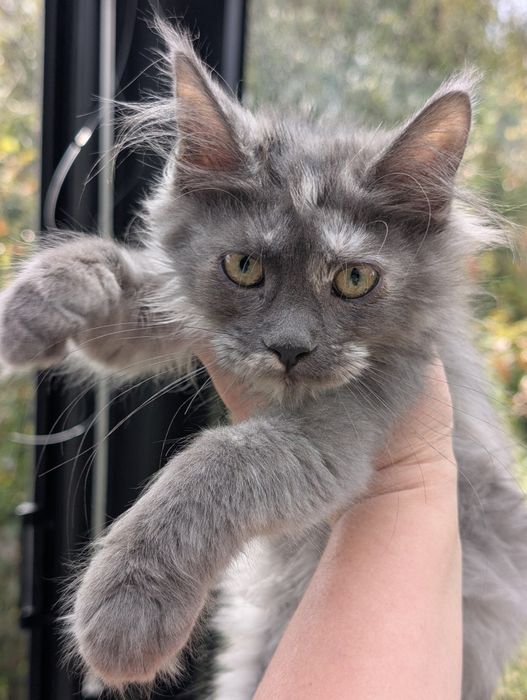 Amira niebieska szylkretka Maine Coon Zapraszamy