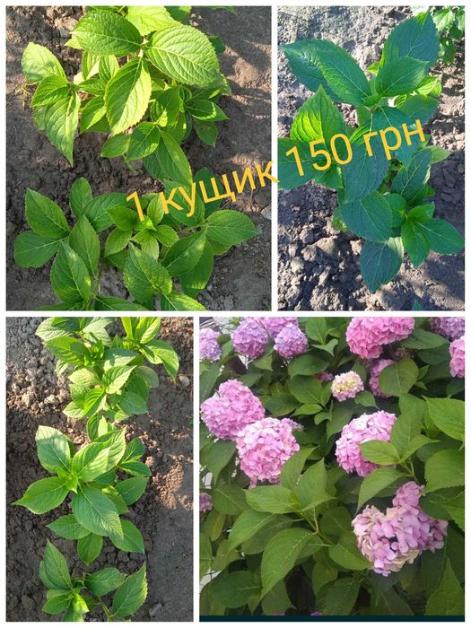 Гортензія, Золотий вус лікувальний,  Алоє-Вера