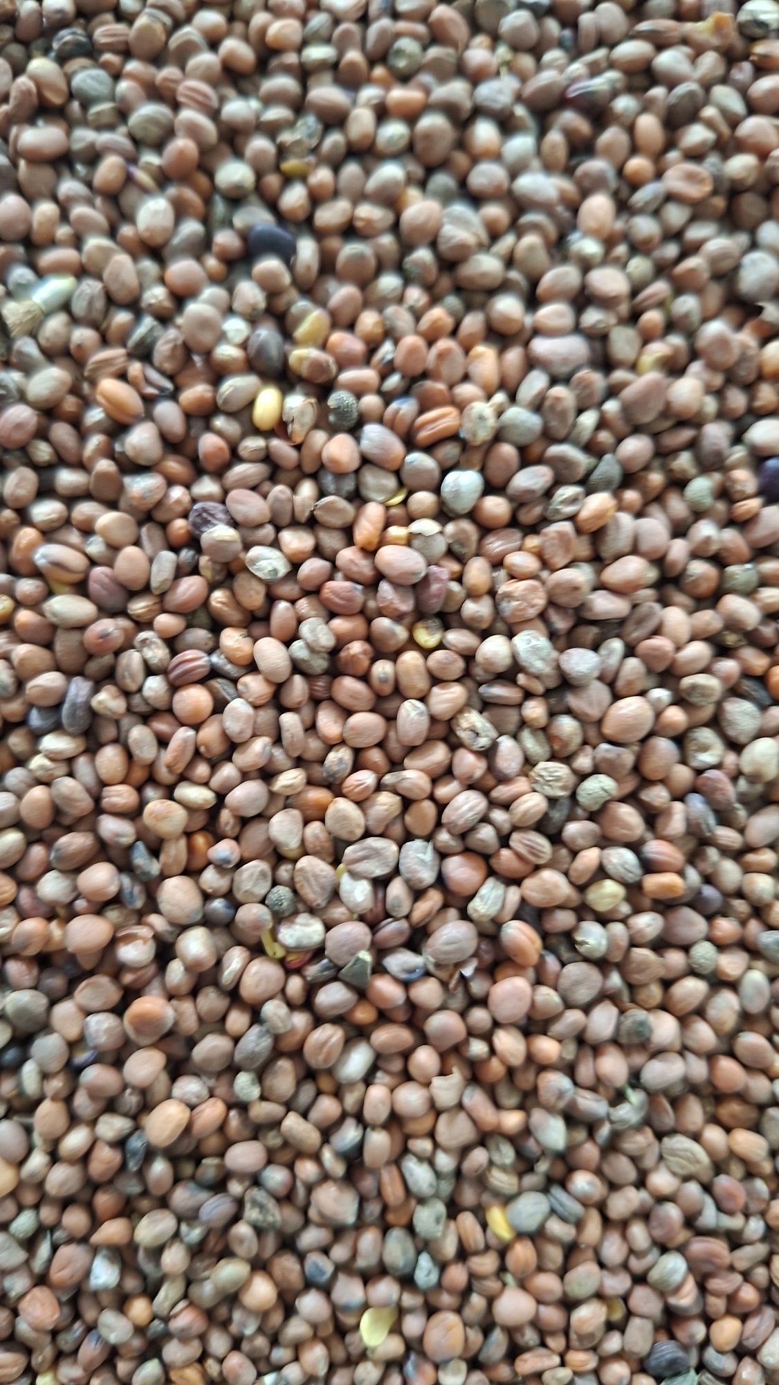 Rzodkiew oleista gorczyca gryka łubin groch facelia słonecznik sorgo