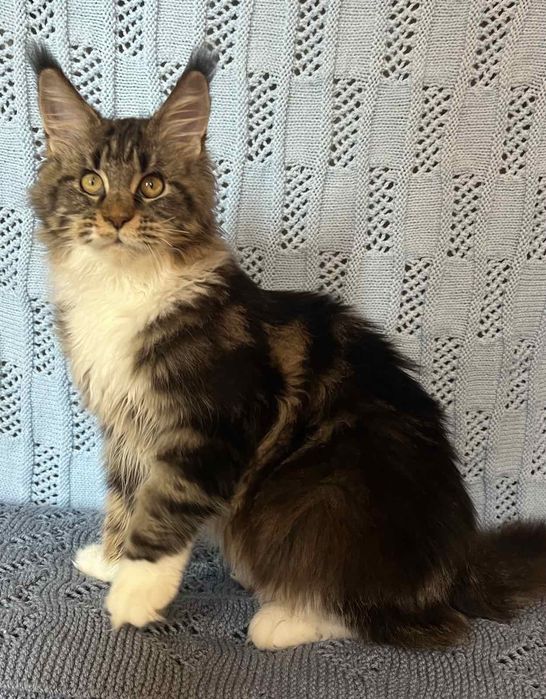 Шикарный котенок мейн-кун (девочка)