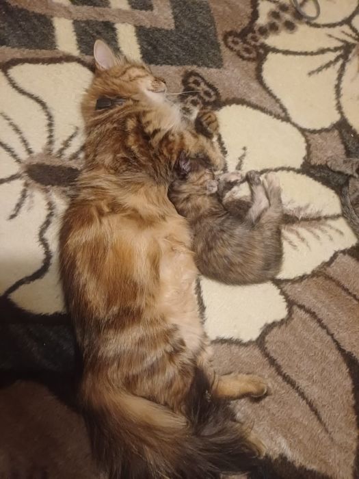 Gatinha para dar a mae e arracada de persa