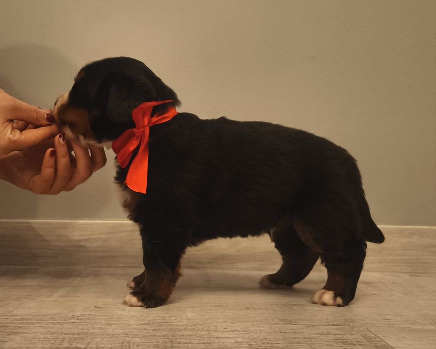 Berneński pies pasterski, chłopiec z metryka FCI / ZKwP po przepadanyc