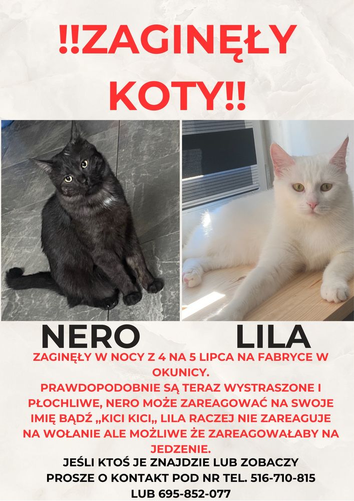 zagineły dwa koty