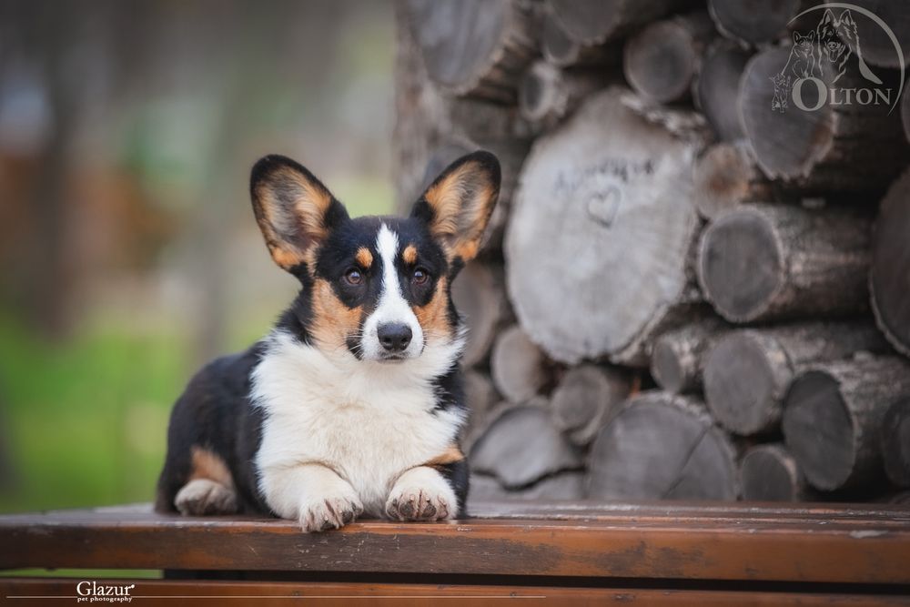 Ніжна дівчинка карді