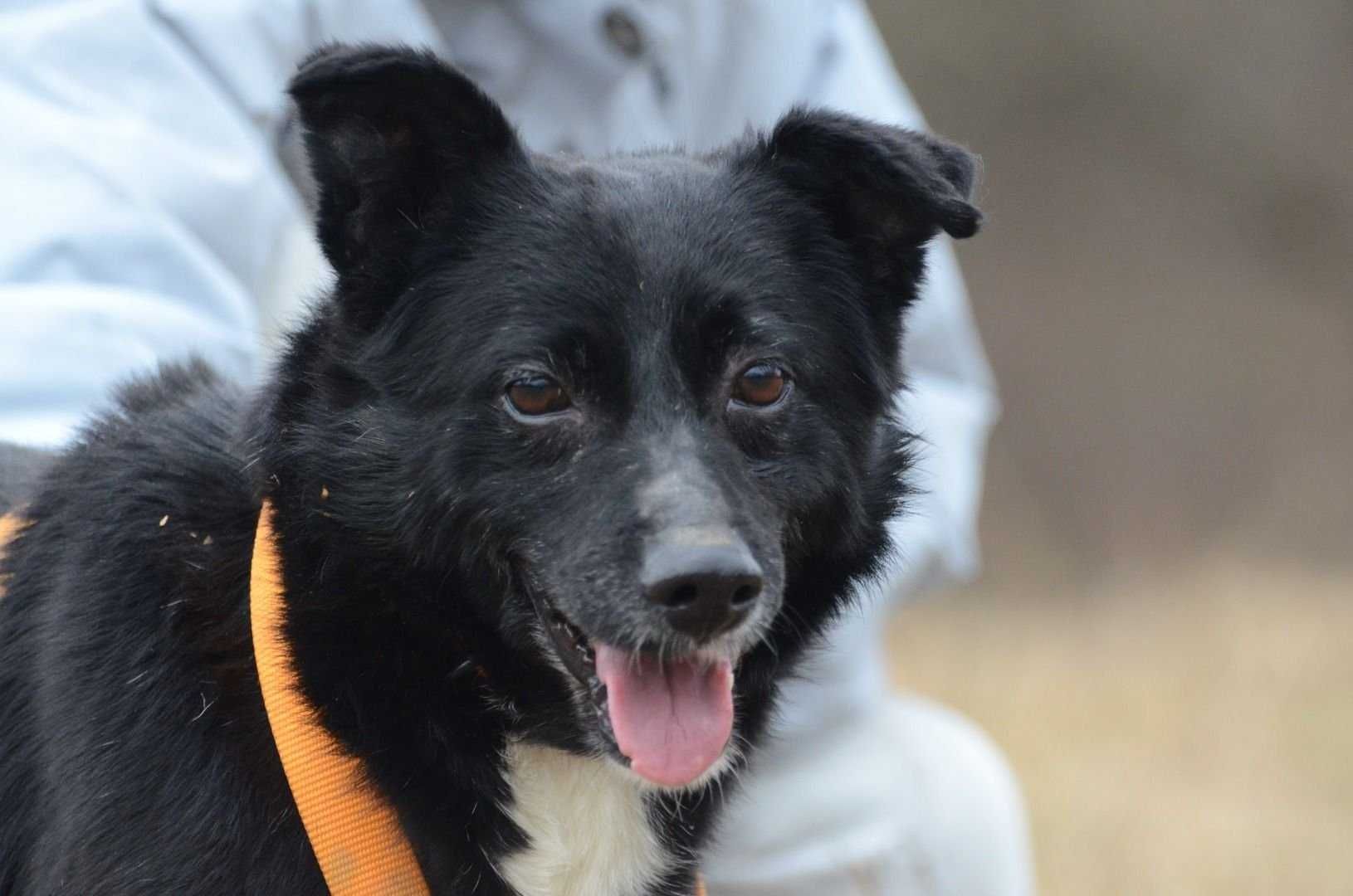 ADONIS- do adopcji