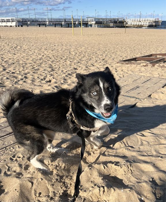 Mały książę Maksymilian o błękitnych oczach szuka swojego królestwa