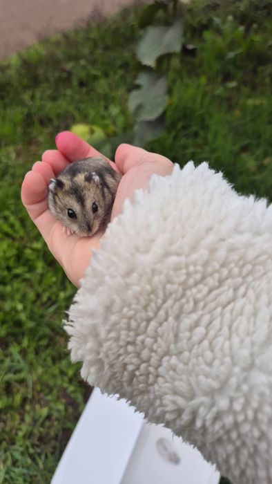 Хом'яки маленькі