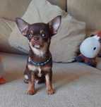 Chihuahua Miniatura  Com LOP  (Pedigree) Macho