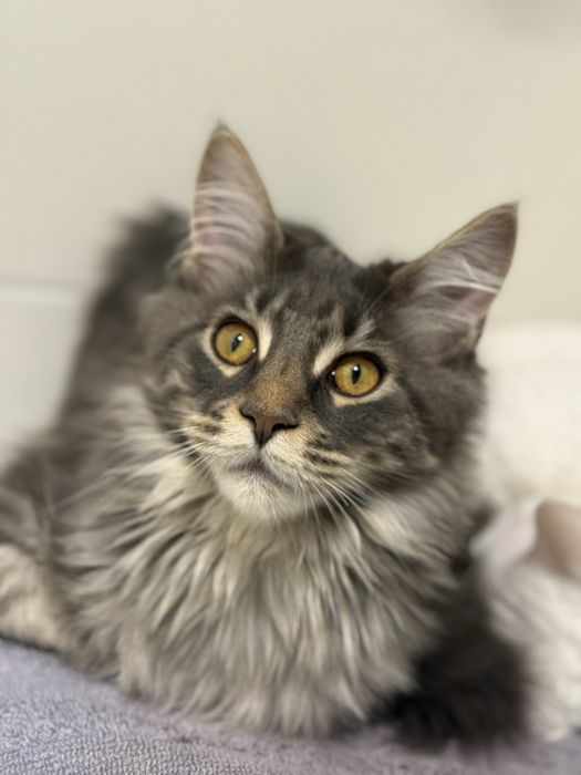 МейнКун девочка