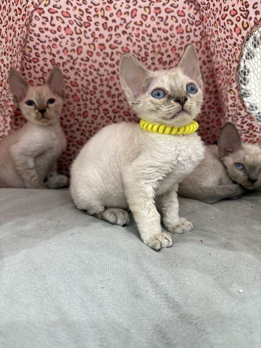 Красивый малыш ищет хороших родителей