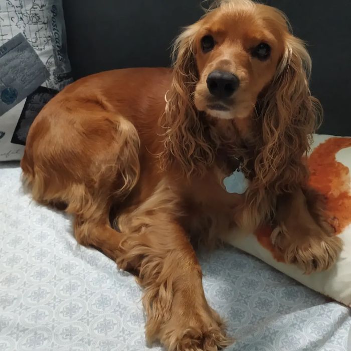 В’язка кабель англійський спаніель 2,5 роки