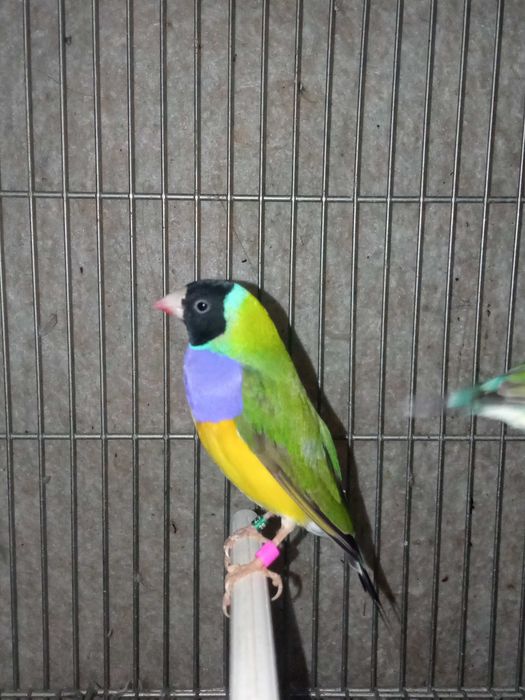 Vendo ou troco Diamantes gould cor verde macho por fêmea
