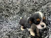 Cavalier king charles spaniel piesek