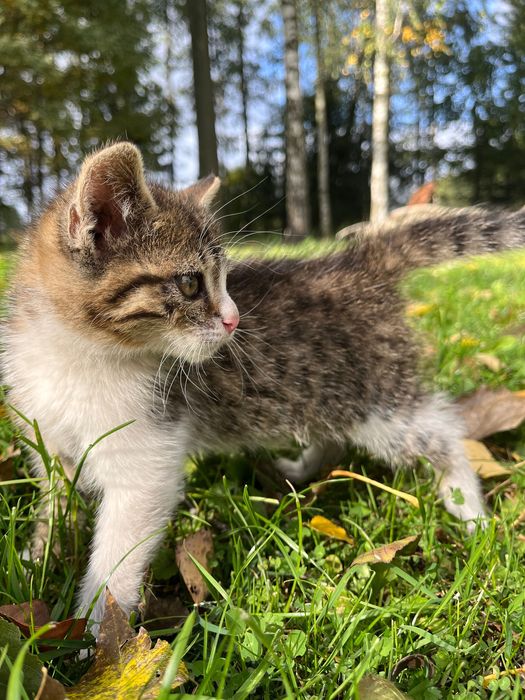 Oddam małe koty (kocury)