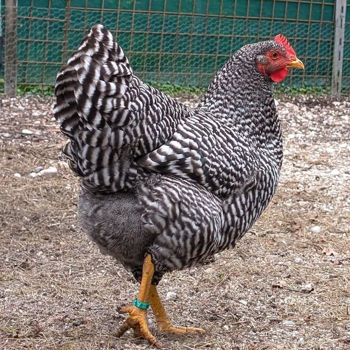 Kury i kogury Amrock