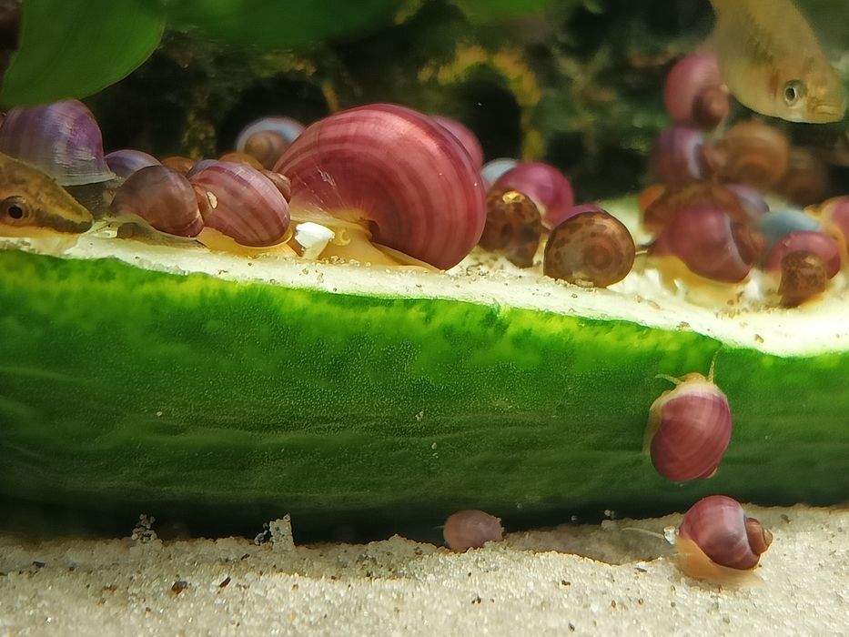 Ślimaki akwariowe fioletowe, różowe i błękitne