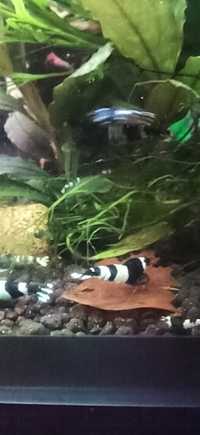 Kreweki caridina Panda