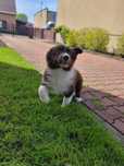 Border Collie piesek