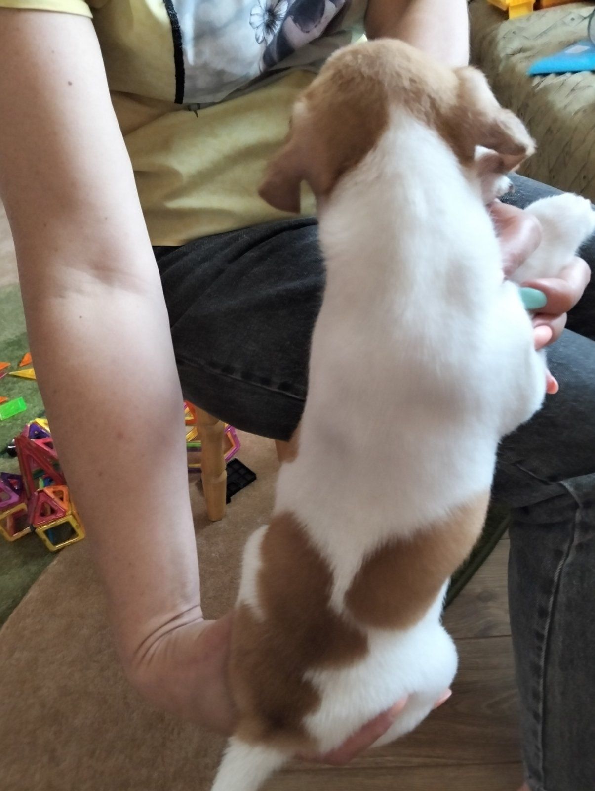 Клубний хлопчик Джек Рассел
