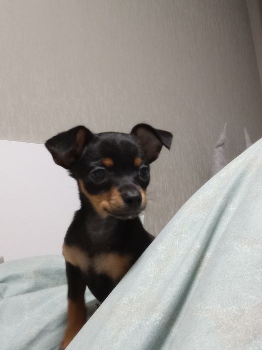 в продаже 2 классных щенка той терьера