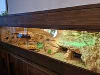 Terrarium pustynne, tropikalne. Żółw, jaszczurka.
