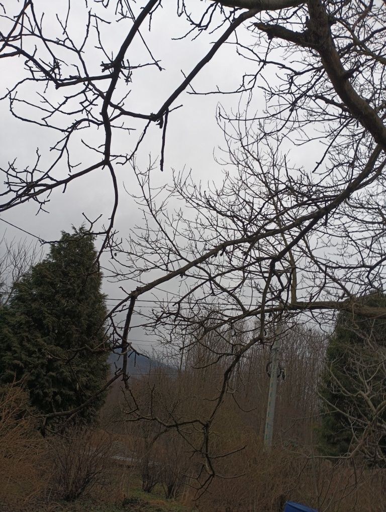 Orzech do sprzedania ścięcia cały