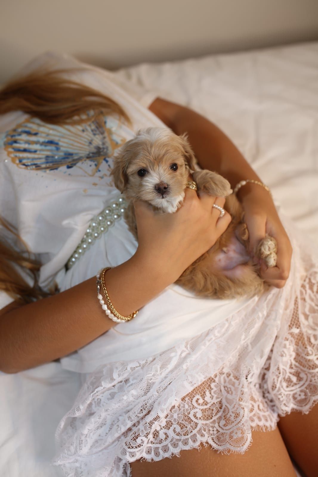 Мальтіпу міні хлопчик ф1, мини мальчик мальтипу, maltipoo mini male f1