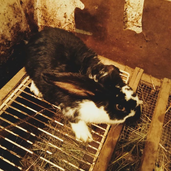 Sprzedam szczepionego królika samca krzyżówka Barana Francuskiego