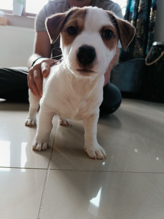 Jack Russell terrier