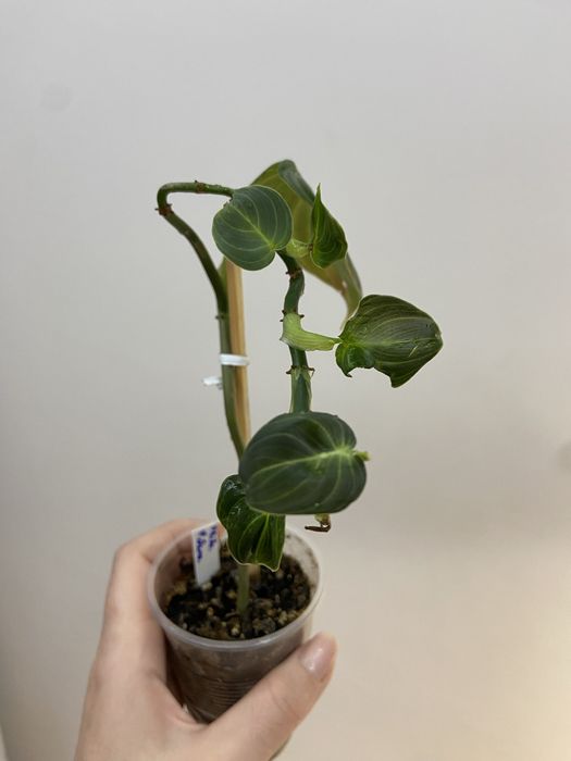 Planta Philodendron Melanochrysum