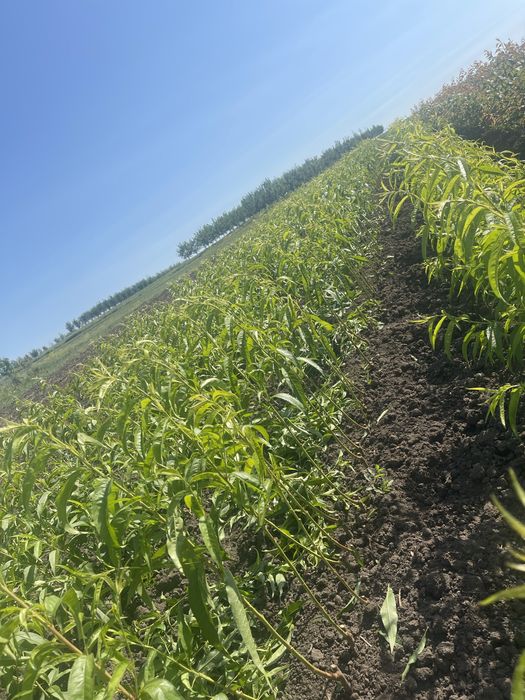 Окуліровка.Саджанці.Сажинці.Прививка.Під замовлення