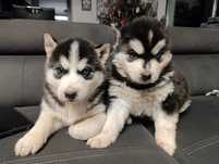 Szczeniak samiec Syberian Husky piwnooki rodowód