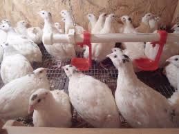 Перепела Техасец, Золотой феникс, Фараон + инкубационное яйцо!