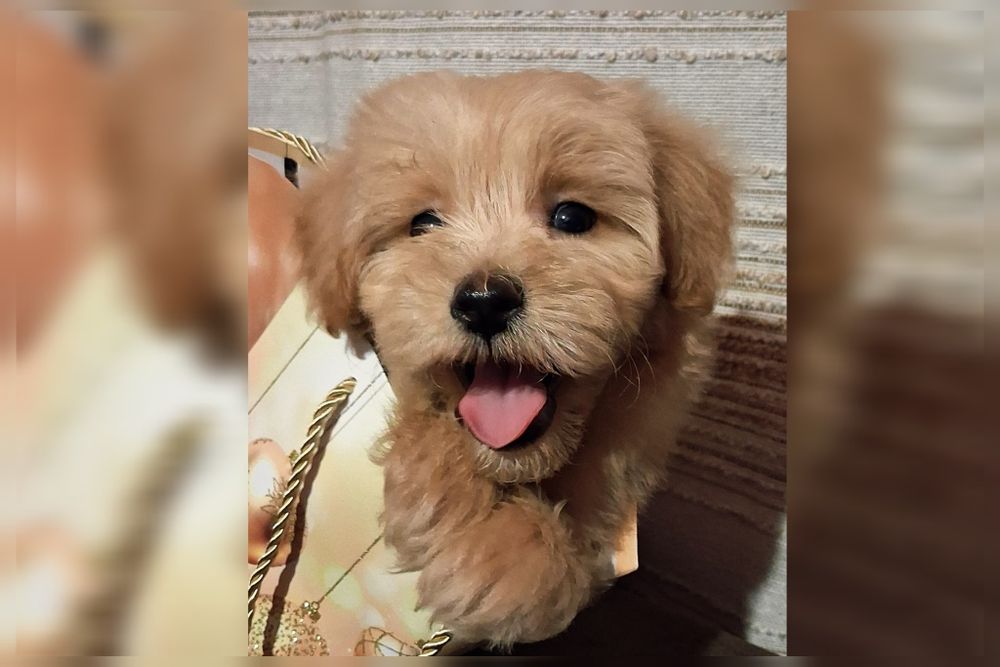 Мальтіпу хлопчик рідкісного карамельного забарвлення