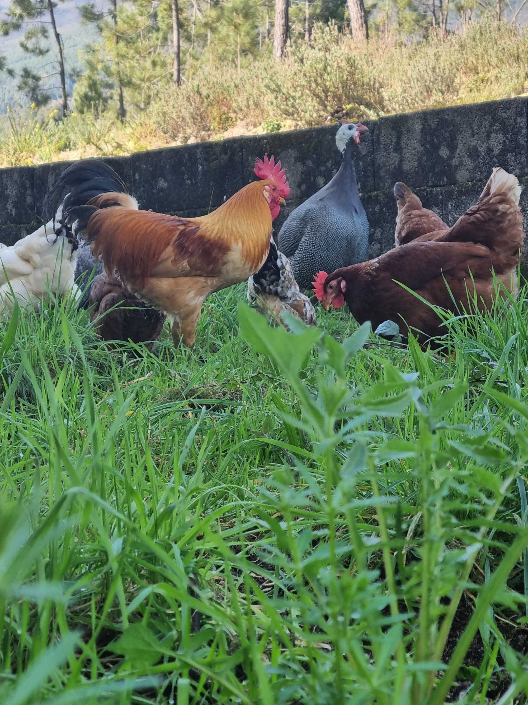 Ovos M/L galinha