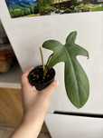 Philodendron Florida Ghost