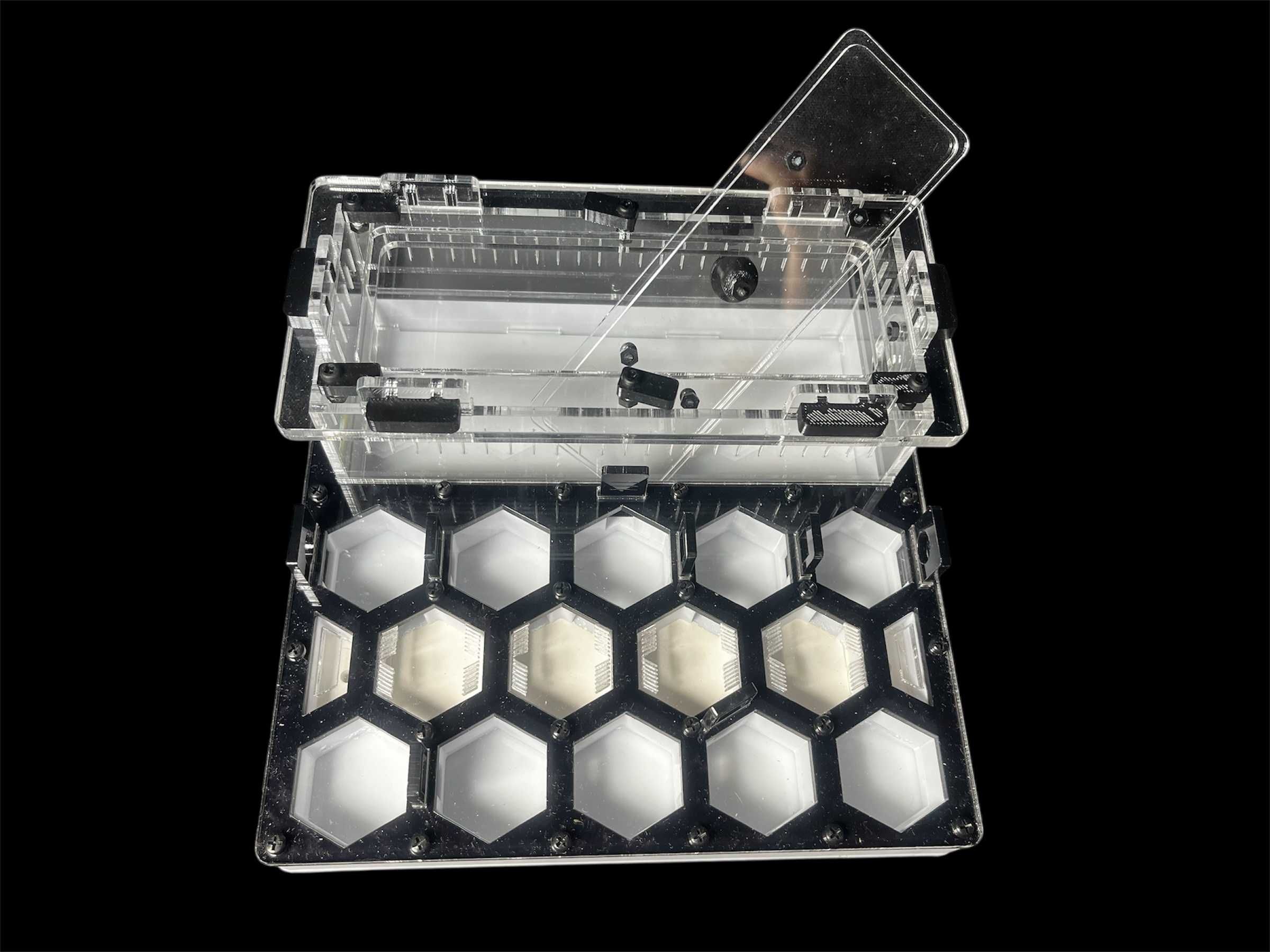 Формікарій 'Соти' 20×20см – Camponotus, Messor | 1000 грн