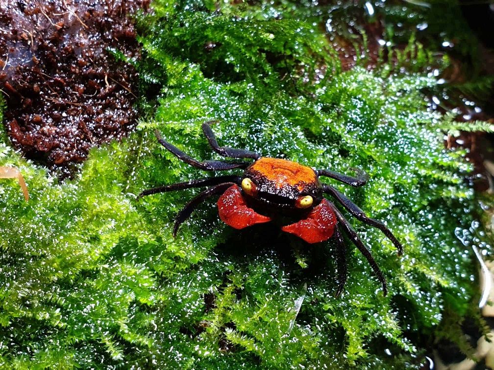 Krab wampir (Geosesarama sp. Vampire)

RED