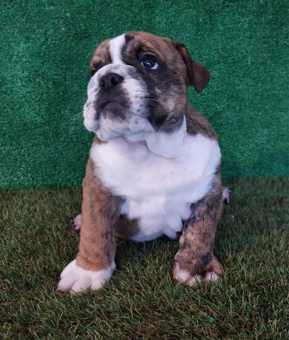 bulldog. inglês ingles