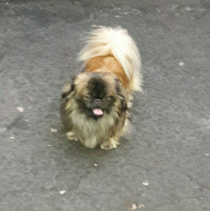 Королівський пекінес для в'язки.