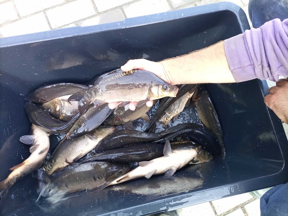 Karp kroczek 0,3-0,7 kg lin amur szczupak Jesiotr sum wegorz