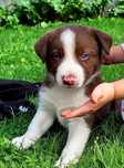 Border collie  (piesek czekoladowo-biały)