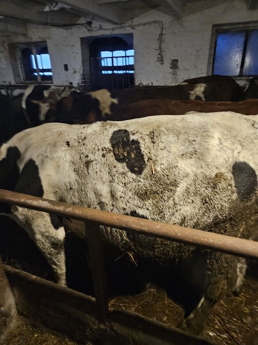 Krowy mleczne 40 szt