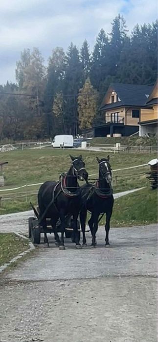 Kon Wałach Śląski