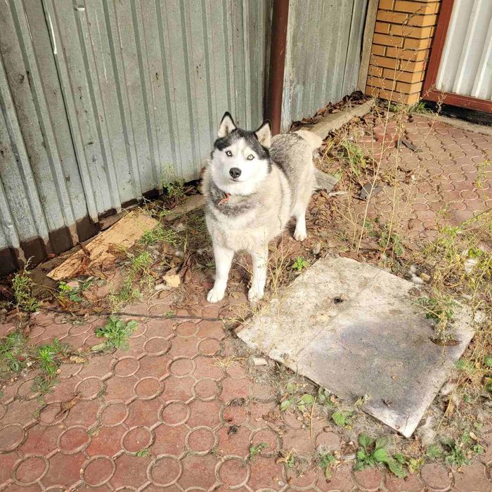 Дівчинка хаскі шукає родину