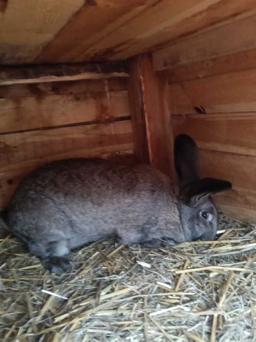 Sprzedam króle belgijskie