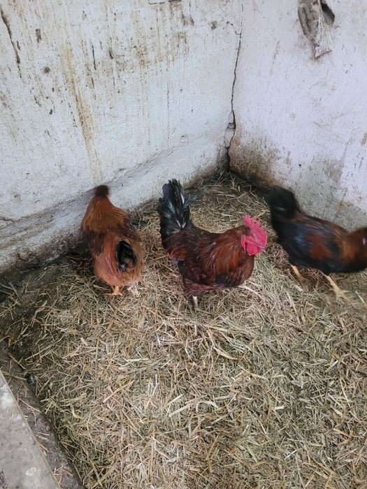 Młode koguty tegoroczne