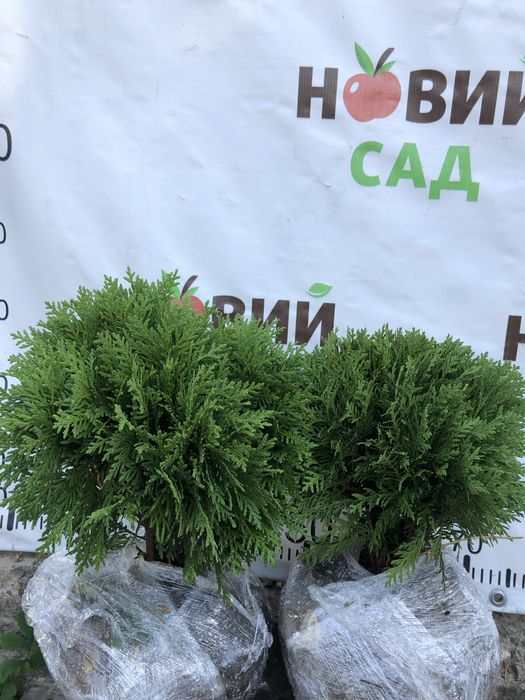 АКЦІЯ-туя Тедді, Ялівець Хіберніка, Скайрокет