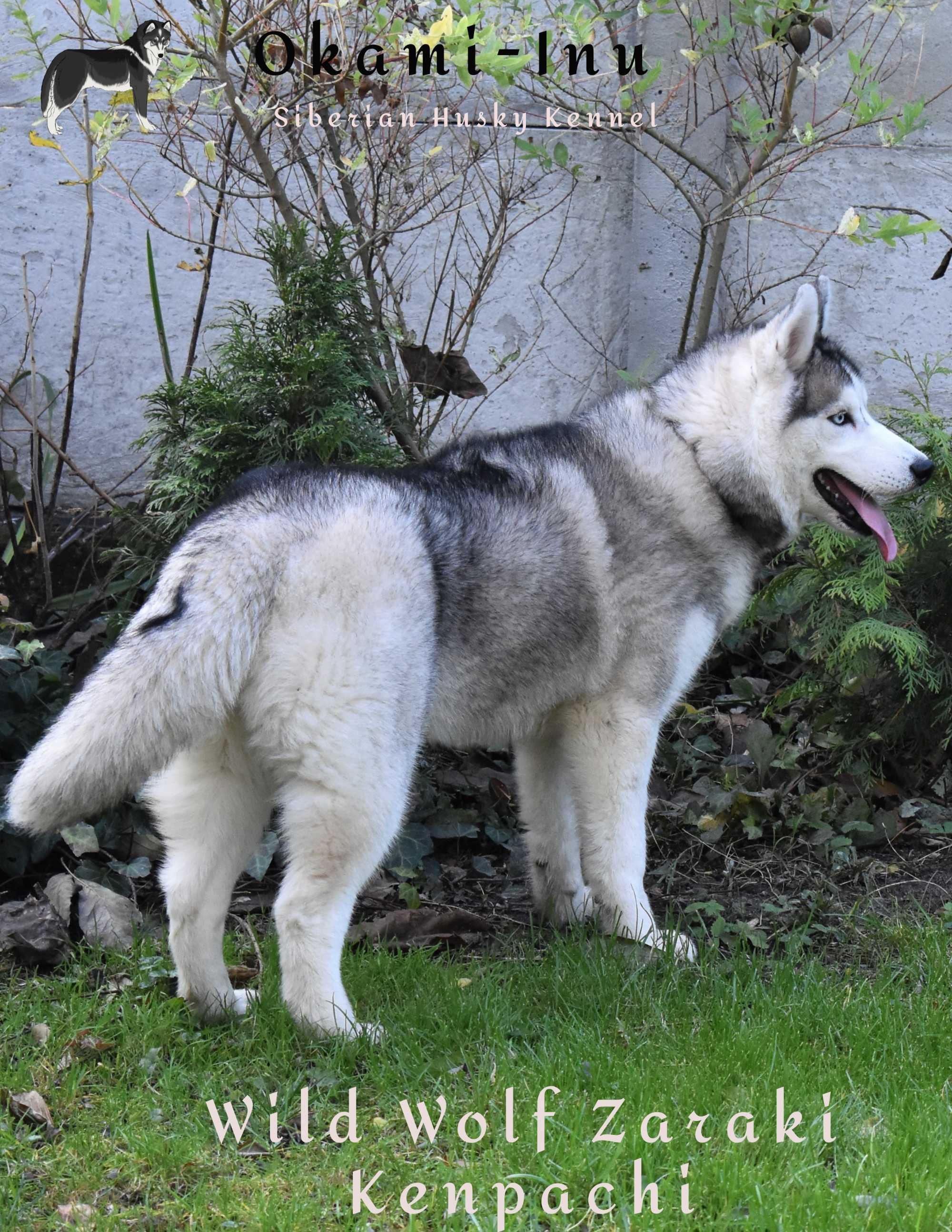 Siberian Husky  Suczka z doskonałym pochodzeniem